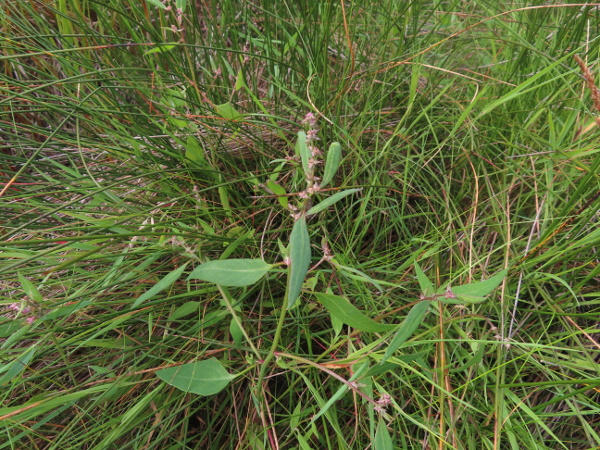 long-stalked orache / Atriplex longipes: _Atriplex longipes_ is a rare orache species, found among tall vegetation in the upper parts of salt marshes at sites scattered across the British Isles; its basal leaves are cuneate at the base.