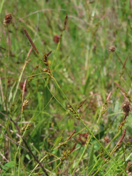 distant sedge / Carex distans: _Carex distans_ grows in coastal sites and wet meadows; it is similar to _Carex binervis_, but with an inflorescence that takes up more than half the stems, and shorter glumes, utricles and utricle-beaks.