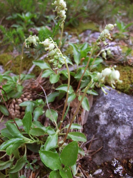 serrated wintergreen / Orthilia secunda: _Orthilia secunda_ grows in the heathy understorey of woodlands; it is mostly found in Scotland, with scattered sites in upland areas of England, Wales and Ireland.