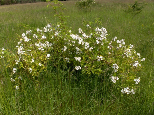 field rose / Rosa arvensis: _Rosa arvensis_  is a common rose of woodland and scrubland in England, Wales and Ireland.