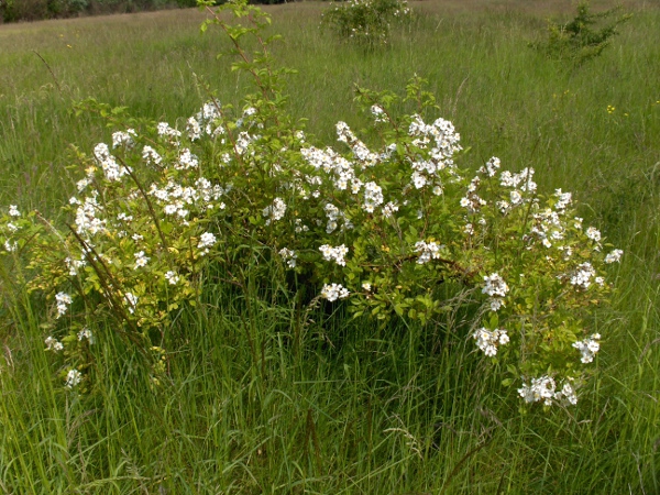 field rose / Rosa arvensis