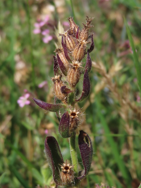 small-flowered catchfly / Silene gallica