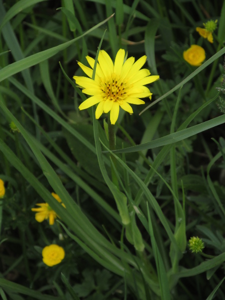 goat’s-beard / Tragopogon pratensis: In the rare, non-native _Tragopogon pratensis_ subsp. _pratensis_, the ligules are at least as long as the phyllaries.