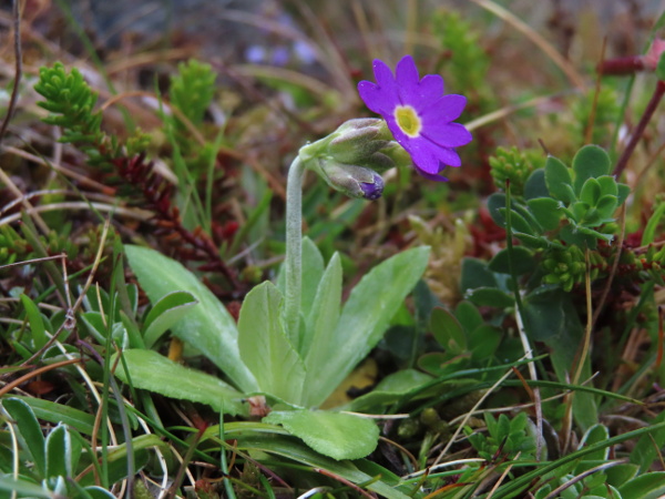 Scottish primrose / Primula scotica: _Primula scotica_ is one of the few sexual species of flowering plant endemic to the British Isles; it only grows on the coasts of Sutherland, Caithness and Orkney.