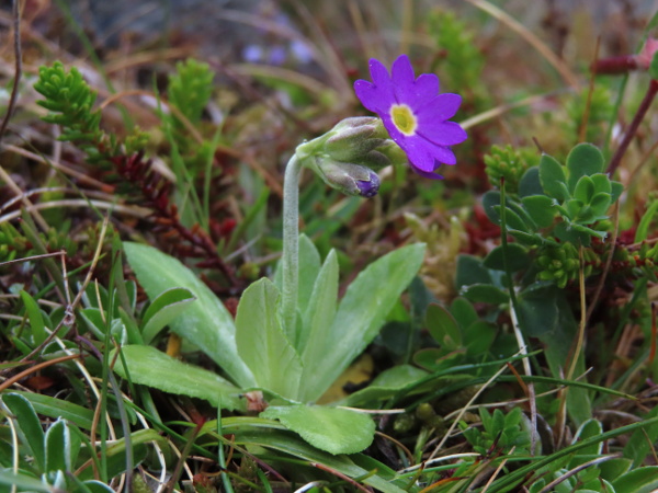 Scottish primrose / Primula scotica