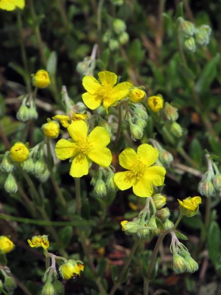 hoary rock-rose / Helianthemum oelandicum