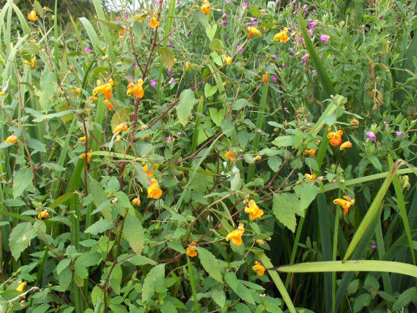 orange balsam / Impatiens capensis: Despite its scientific name, _Impatiens capensis_ is native to North America, where it is known as ‘speckled touch-me-not’; it has become naturalised along many waterways in central and southern England.