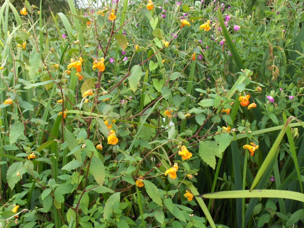 orange balsam / Impatiens capensis