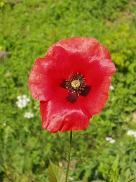 common poppy / Papaver rhoeas: _Papaver rhoeas_ is the most familiar, and the most abundant, poppy in the British Isles.