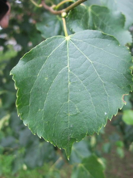 small-leaved lime / Tilia cordata: The leaves of _Tilia cordata_ are only 3–7 cm long (1–3 inches), with tertiary veins that are far less prominent than on _Tilia_ × _europaea_.