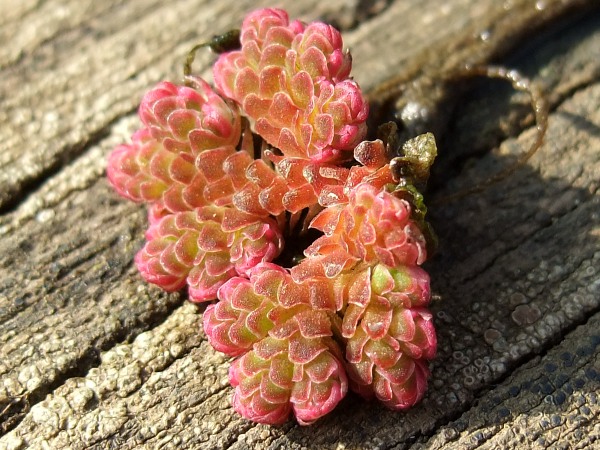 water fern / Azolla filiculoides: The fronds of _Azolla filiculoides_ are very small and overlapping, and turn red over winter.