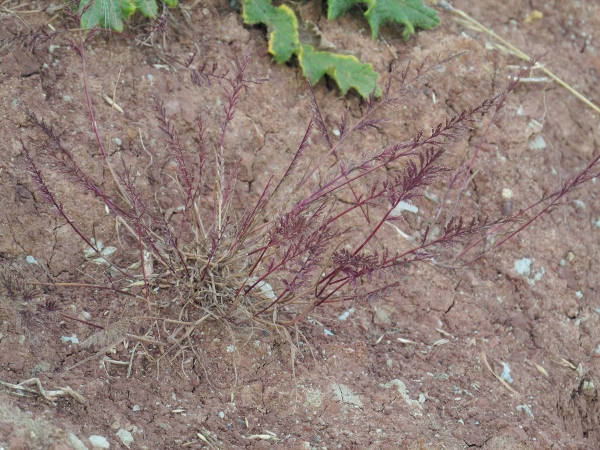 greater fern-grass / Catapodium rigidum subsp. majus: _Catapodium rigidum_ subsp. _majus_ has more-branched, 3-dimensional inflorescences than the rather 2-dimensional inflorescences of _Catapodium rigidum_ subsp. _rigidum_.