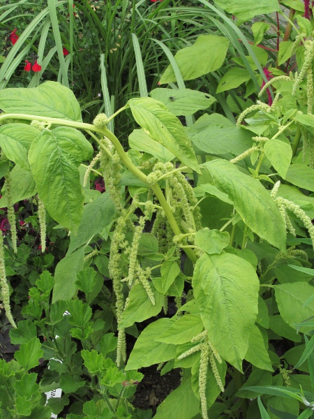 love-lies-bleeding / Amaranthus caudatus: Habitus