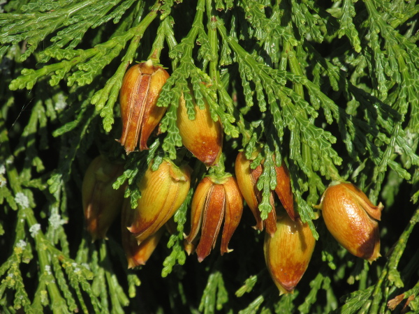 incense cedar / Calocedrus decurrens: The cones of _Calocedrus decurrens_ are distinctive, with only 2 openings for seeds.