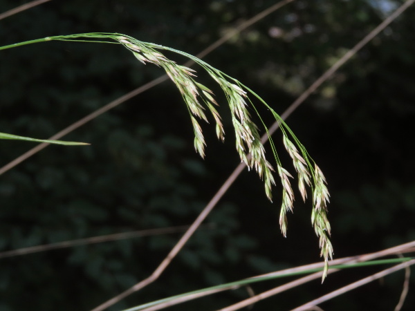 wood fescue / Drymochloa sylvatica: The leaves of _Drymochloa sylvatica_ are broad and shiny, resembling those of _Luzula sylvatica_; the inflorescences are rather lax, with unawned lemmas.