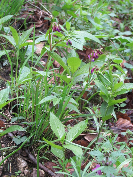 spring pea / Lathyrus vernus: _Lathyrus vernus_ is native to continental Europe and temperate Asia, where it grows in deciduous woodlands (seen here growing with _Mercurialis perennis_).