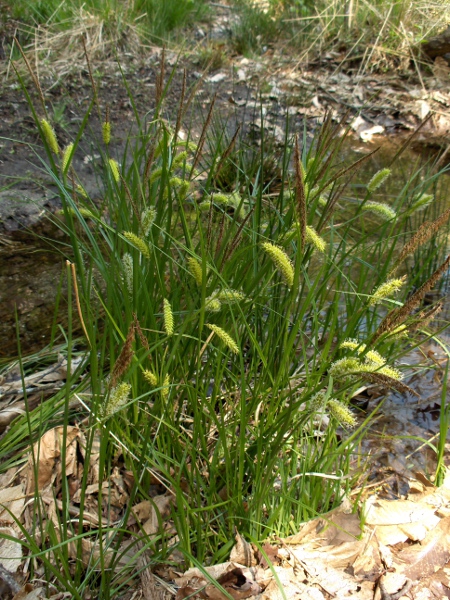 bottle sedge / Carex rostrata: _Carex rostrata_ has 2–5 upward-pointing female spikes spaced along the stem, and 2–4 male spikes at the apex.