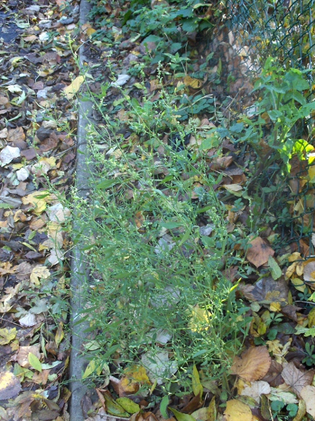 common orache / Atriplex patula: _Atriplex patula_ is by far the most common _Atriplex_ species away from the coast, growing in all sorts of disturbed ground.