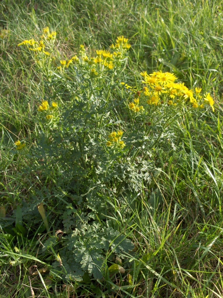 common ragwort / Jacobaea vulgaris