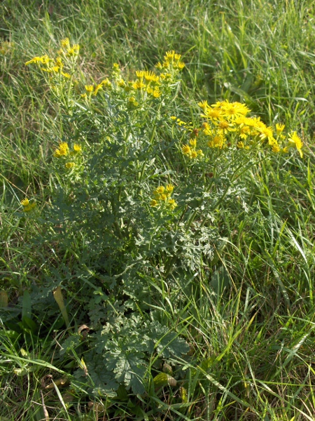 common ragwort / Jacobaea vulgaris: _Jacobaea vulgaris_ is a ubiquitous plant of grasslands and scrub; it is a ‘noxious weed’ under the 1959 Weeds Act in the U.K. (like _Rumex obtusifolius_, _Rumex crispus_, _Cirsium arvense_ and _Cirsium vulgare_).