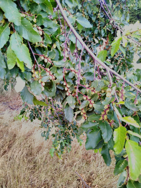 coigüe / Nothofagus dombeyi