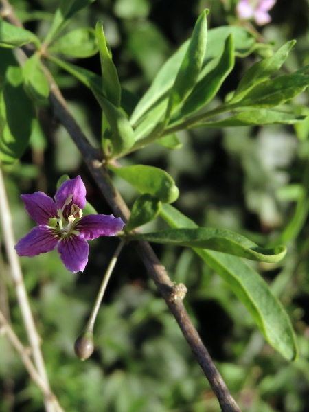 Chinese teaplant / Lycium chinense: _Lycium chinense_ resembles the more frequent _Lycium barbarum_, but its leaves are widest beyond the middle, and the dark veins on the petals are much branched; both are native to China, but _Lycium chinense_ is distributed more to the south-east.