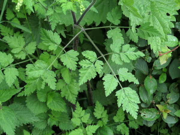 rough chervil / Chaerophyllum temulum