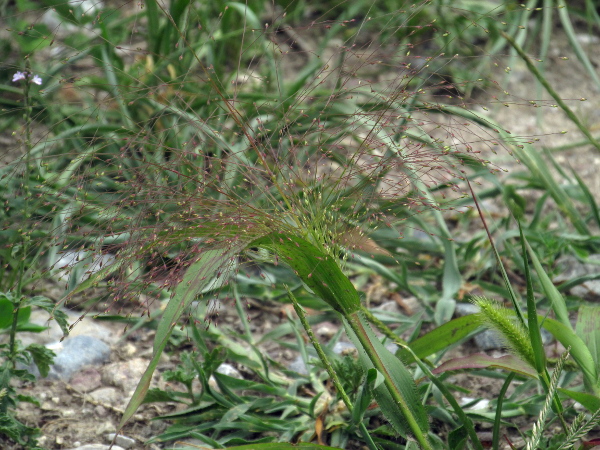 witch grass / Panicum capillare: _Panicum capillare_ is a species of millet with a very loose inflorescence, hairy leaf-sheaths and small (< 4 mm) spikelets.