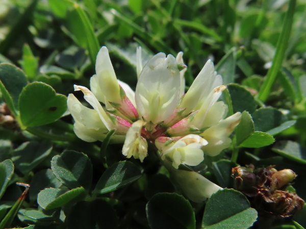western clover / Trifolium occidentale: In contrast to _Trifolium repens_, the corollas of _Trifolium occidentale_ are creamy-white rather than pinkish, and have a clear notch in the tip of the standard (upper petal).