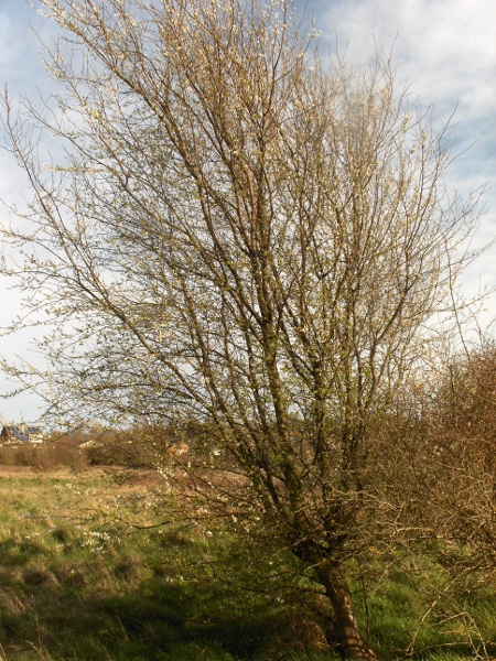 cherry plum / Prunus cerasifera