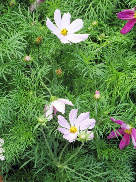 Mexican aster / Cosmos bipinnatus: _Cosmos bipinnatus_ is a popular garden plant native to Mexico and the southern United States, with finely 2-pinnate or 3-pinnate leaves.