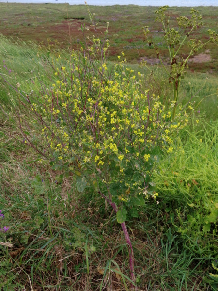 black mustard / Brassica nigra: _Brassica nigra_ is a common plant of rough ground, especially near the coast.