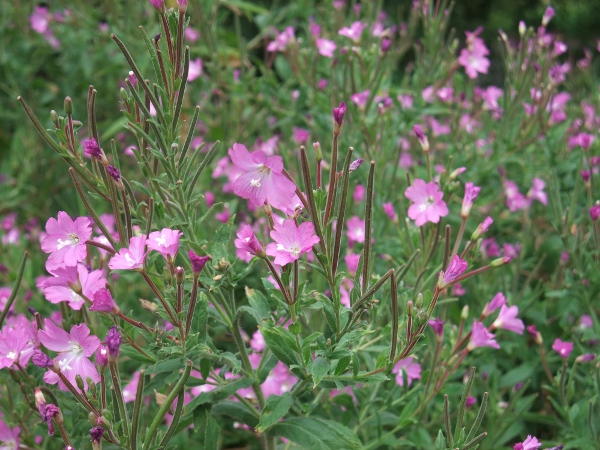 great willowherb / Epilobium hirsutum: The flowers of _Epilobium hirsutum_ are larger and brighter than our other _Epilobium_ species.