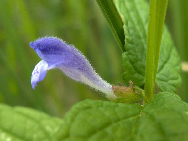 skullcap / Scutellaria galericulata: The flowers of _Scutellaria_ have a characteristic dorsal outgrowth on the calyx.