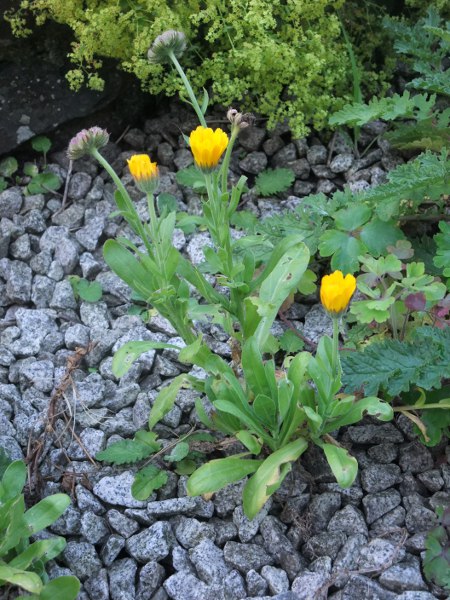 pot marigold / Calendula officinalis: _Calendula officinalis_ is a popular garden plant that readily escapes.