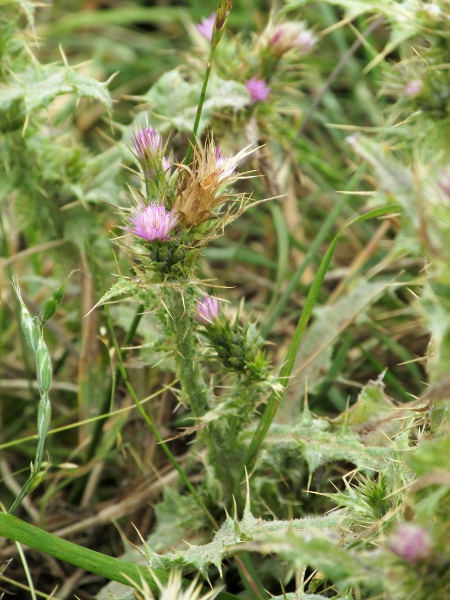 slender thistle / Carduus tenuiflorus: The inflorescences of _Carduus tenuiflorus_ are pale-coloured and spiny.