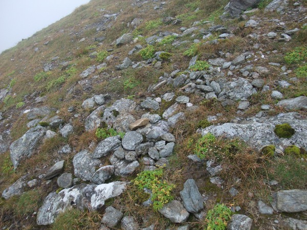 Alpine lady’s-mantle / Alchemilla alpina: _Alchemilla alpina_ is an <a href="aa.html">Arctic–Alpine</a> lady’s-mantle, that is very widespread in the Scottish Highlands and the Lake District, but otherwise rare in Britain and Ireland.