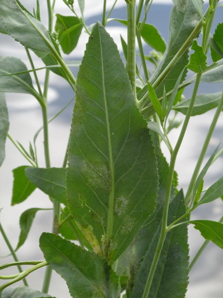 dittander / Lepidium latifolium: The lower leaves of _Lepidium latifolium_ are sharply and regularly serrate.