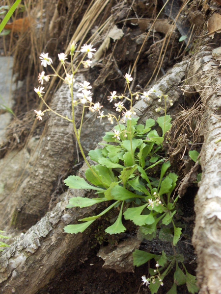lesser londonpride / Saxifraga cuneifolia