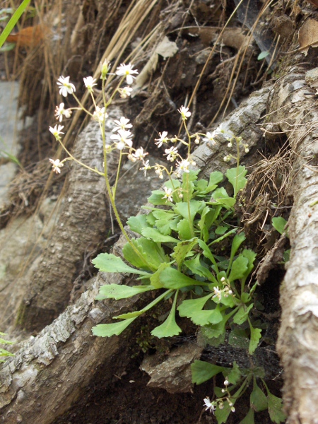 lesser londonpride / Saxifraga cuneifolia: The wedge-shaped leaves give _Saxifraga cuneifolia_ its scientific name.