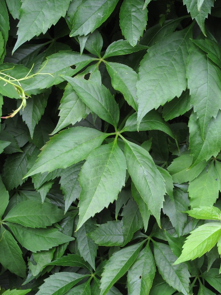 Virginia creeper / Parthenocissus quinquefolia