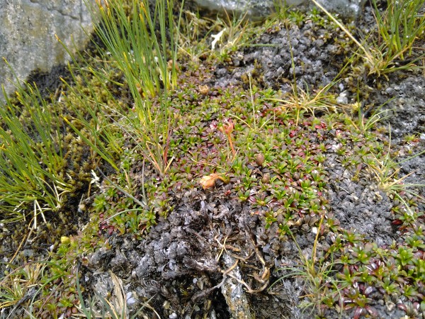 diapensia / Diapensia lapponica: _Diapensia lapponica_ is a white-flowered cushion-plant only found at a couple of sites in the western Highlands of Scotland.