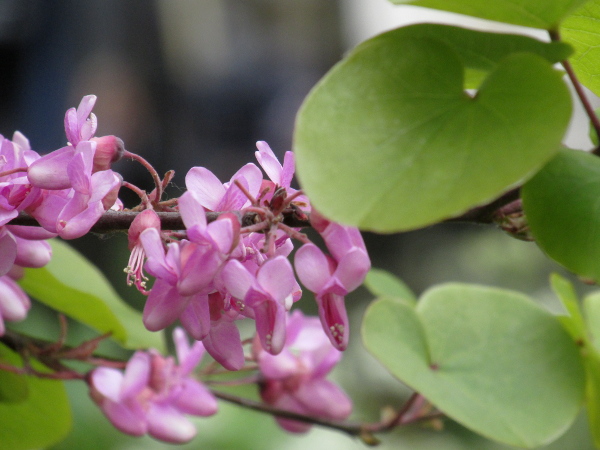 Judas tree / Cercis siliquastrum: _Cercis siliquastrum_ has simple leaves, which appear after the numerous pink flowers.