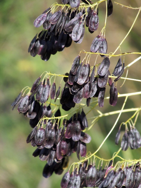 woad / Isatis tinctoria: When mature, the fruit of _Isatis tinctoria_ takes on a deep purple colour.