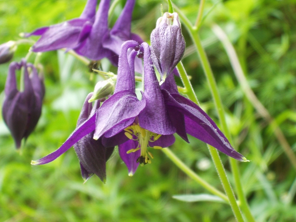 columbine / Aquilegia vulgaris: The flowers of _Aquilegia_ are unmistakeable, resembling a ring of doves, the petal-spurs representing the head and neck, and the sepals representing the doves’ wings.
