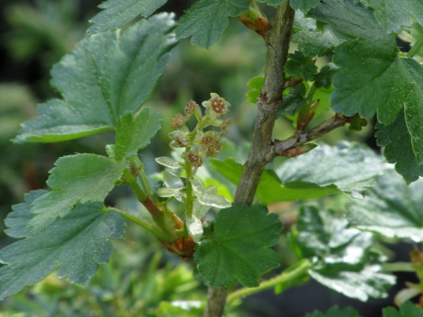 mountain currant / Ribes alpinum: _Ribes alpinum_ is dioecious, with a sizeable bract below each greenish flower in the erect raceme.