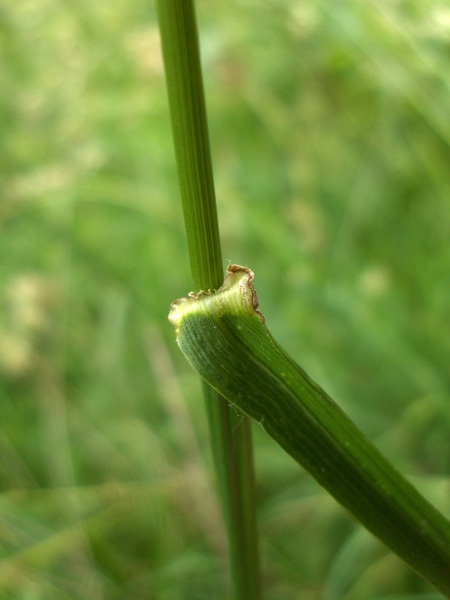 tall fescue / Schedonorus arundinaceus