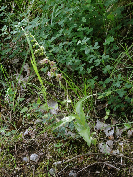 broad-leaved helleborine / Epipactis helleborine: _Epipactis helleborine_ is our most widespread helleborine, but is especially frequent around Glasgow.