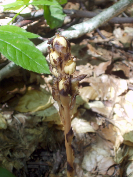 yellow bird’s-nest / Hypopitys monotropa: In _Hypopitys monotropa_ subsp. _hypophegea_, the style is shorter than the ovary; in the more widespread _H. monotropa_ subsp. _monotropa_, the style is longer than the ovary.