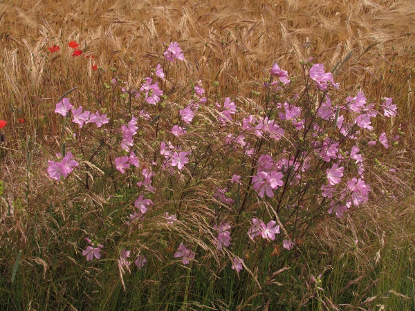 musk mallow / Malva moschata